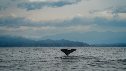 Exploring New Zealands Diverse Wildlife: Albatrosses, Seagulls, and Whales