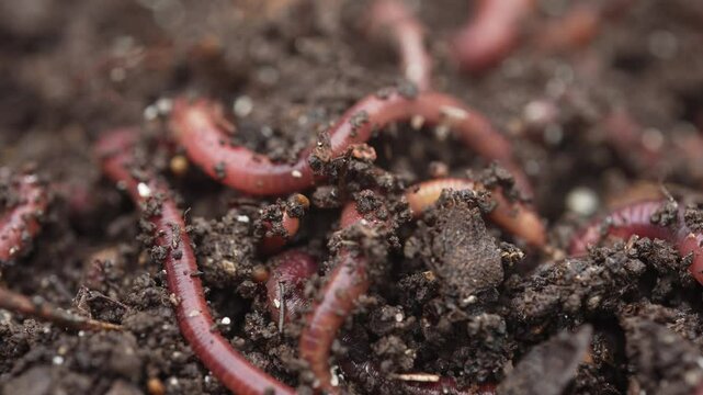 Red Wiggler Worms. Vermicomposting uses worms to decompose waste and make nutrient-rich worm manure