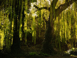Obraz premium Willow tree in English winter wilderness woodland