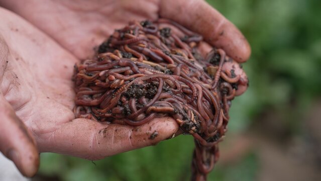 Worms for fishing and composting In the hands of a farmer. Worm farm, wormery
