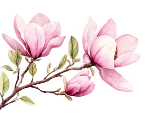 Obraz premium Pink Magnolia Blossoms Watercolor Painting on Transparent Background, PNG