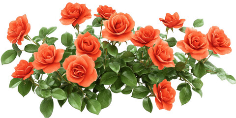 Naklejka premium Realistic Orange Roses Isolated On Transparent Background Illustration