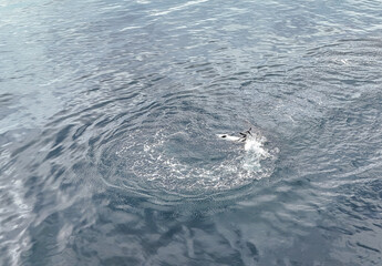 paele’s dolphins near the coast of punta arenas, chile