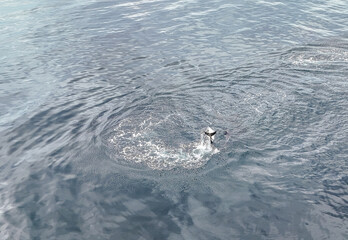 paele’s dolphins near the coast of punta arenas, chile