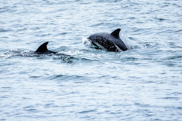 Fototapeta premium paele’s dolphins near the coast of punta arenas, chile