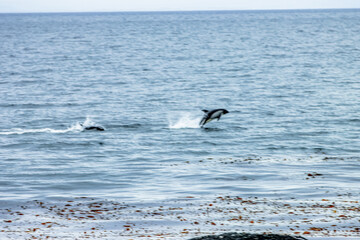 paele’s dolphins near the coast of punta arenas, chile