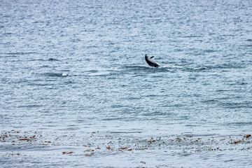 paele’s dolphins near the coast of punta arenas, chile