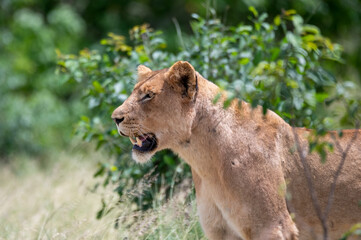 Lioness standing erect and motionless as she observes the movement of approaching game at a waterhole.