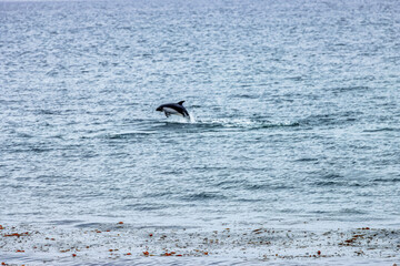 Fototapeta premium paele’s dolphins near the coast of punta arenas, chile