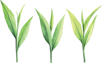 Fototapeta premium On a clear Stock background, watercolor Matcha Green tea elements such as leaves and objects are isolated