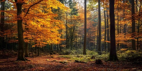 Fototapeta premium Capturing the Essence of Autumn: Photography Tips for Vibrant Forest Landscapes​ autumn forest in the morning