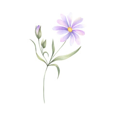 Wildflower, field plant with lilac purple petals, buds, yellow core and green leaves. Hand drawn floral watercolor isolated illustration. Drawing of meadow flower for fabric print, postcard, sticker.