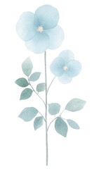 Watercolor Illustration Of Blue Floral Bloom On Transparent Background