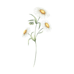 Chamomile wildflower with three flowers, buds and green leaves. Hand drawn floral watercolor isolated illustration of field plant. Sketch of meadow flower for fabric print, packaging and postcards.