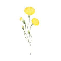 Dandelion wildflower with three yellow flowers and buds. Hand drawn floral watercolor isolated illustration of field plant. Sketch of meadow flower for fabric and postcards. Drawing of wild greenery.