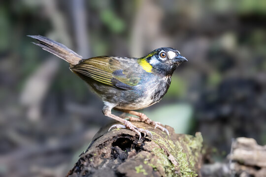 The white-eared ground sparrow, Melozone leucotis, is a large American sparrow