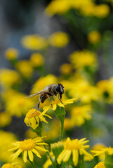 Bee on a flower. A detailed closeup of a bee harvesting nectar on yellow flower.