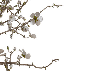 Delicate white blossoms on branches