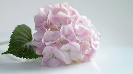 pink carnation flower