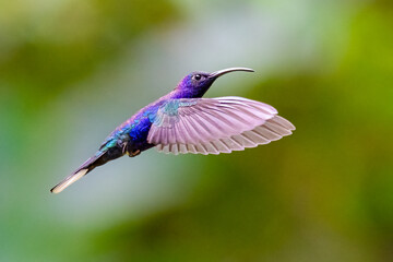 Campylopterus hemileucurus, the violet sabrewing, in flight
