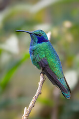 Fototapeta premium The lesser violetear, Colibri cyanotus, also known as the mountain violet-ear