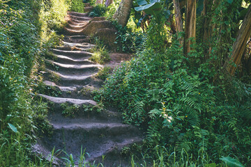 Mud staircase. Partially ruined steps surrounded by vast plant life. Steps Leading Through a Dense...
