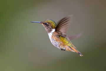 The volcano hummingbird, Selasphorus flammula is a member of bee hummingbirds