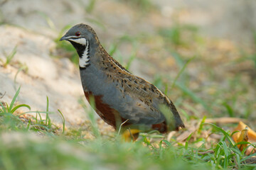 Blue-breasted Quail (Synoicus chinensis ) bird watching in the forest.