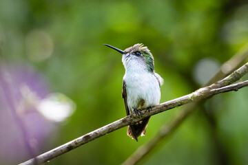 The snowcap, Microchera albocoronata is a species of hummingbird in the emeralds