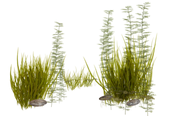 Decorative aquarium plants