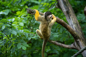 Monkey on tree