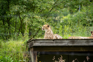 lion cub in a tree