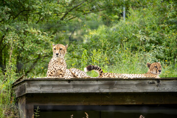 cheetah in the zoo