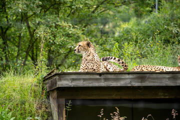 cheetah in the zoo