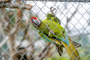 parrot in cage