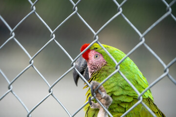 red and green parrot
