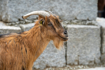 portrait of a goat