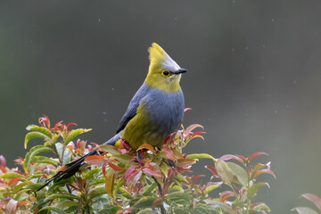 The long-tailed silky-flycatcher, Ptiliogonys caudatus is a passerine bird