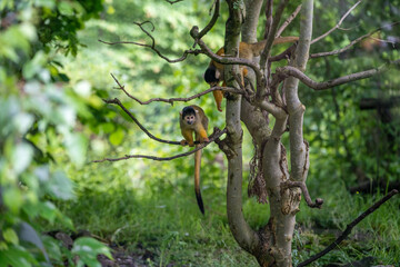 old tree trunk monkey