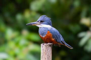The ringed kingfisher, Megaceryle torquata is a large, conspicuous, and noisy