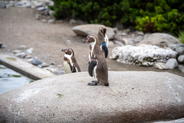 penguin on the rocks