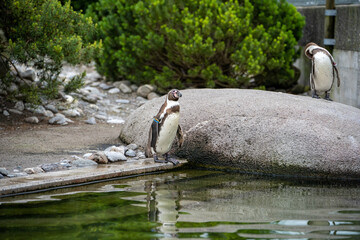 penguin on the rocks