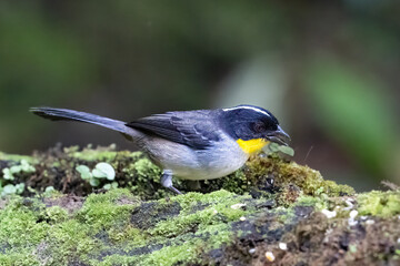 The white-naped brushfinch, Atlapetes albinucha, the yellow-throated brush finch