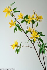 Botanical display of st. john’s wort labeled as "hypericum perforatum", clean studio light
