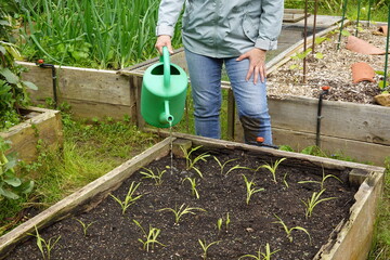 woman with watering can, irrigating young corn crop in raised wooden bed