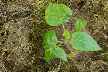 close-up of young tamarillo or tree tomato plant seen from above with dry grass mulching