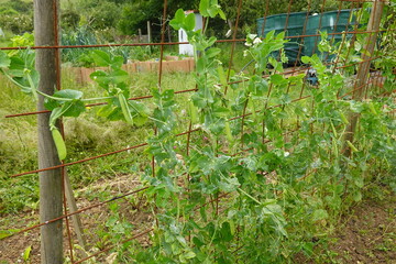 Pea Plants Growing on a Metal Trellis in a Garden