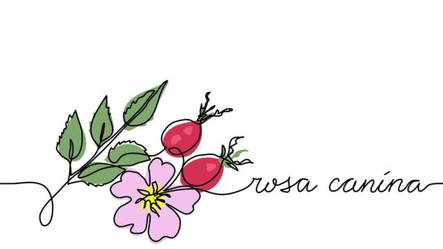 Wild rose, briar, dog rose branch, rosa canina single line animated illustration. One continuous self drawing line animation, footage of wild rose