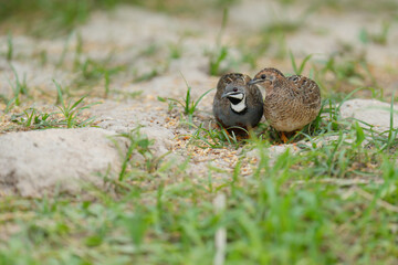 Blue-breasted Quail (Synoicus chinensis ) bird watching in the forest.