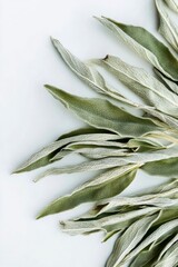 Macro top-down of dry comfrey leaves labeled and styled for a clean botanical stock image